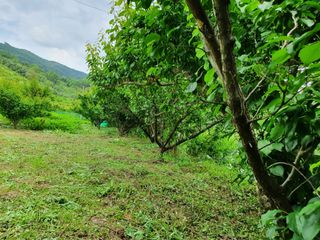 매실향기차향기님의 농부님! 어떤 농약 쓰세요? · 참여 작성글 사진