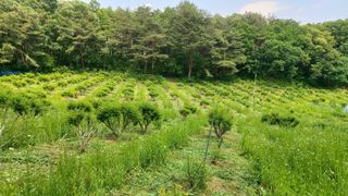 산초박님의 기타작물 · 자유게시판 작성글 사진