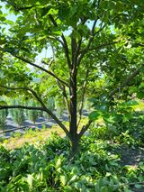 팜모닝 감·자유게시판 게시글 이미지