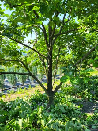 김옥균 님의 감 · 자유게시판 작성글 사진