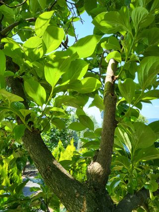 김옥균 님의 감 · 자유게시판 작성글 사진