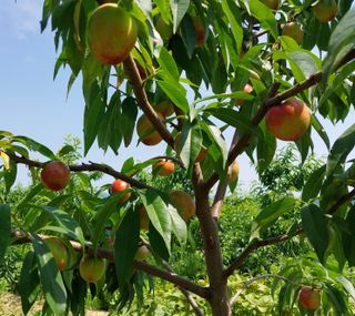 철남 김희곤님의 복숭아 · 자유게시판 작성글 사진