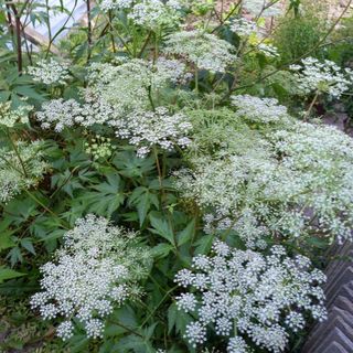 봉골농장님의 자유주제 · 자유게시판 작성글 사진