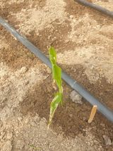 팜모닝 기타작물·병해충상담 게시글 이미지