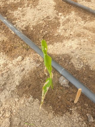 지대식님의 기타작물 · 병해충상담 작성글 사진