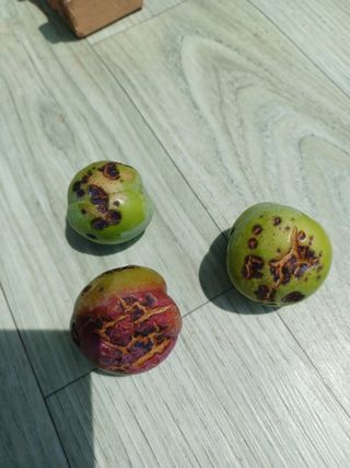 바웟돌님의 자두 · 병해충상담 작성글 사진