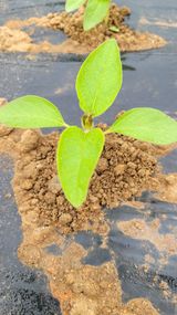 팜모닝 참깨·병해충상담 게시글 이미지