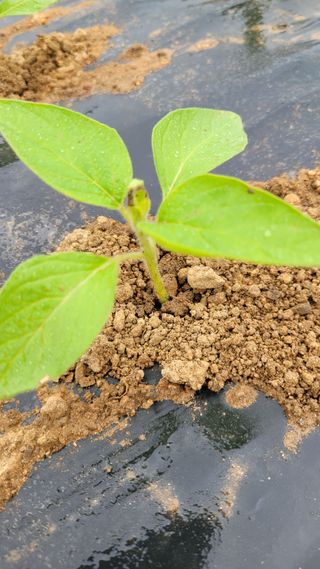 문현자 님의 참깨 · 병해충상담 작성글 사진