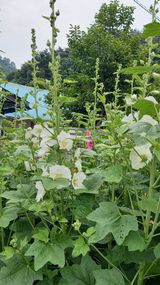 팜모닝 · 게시글 이미지