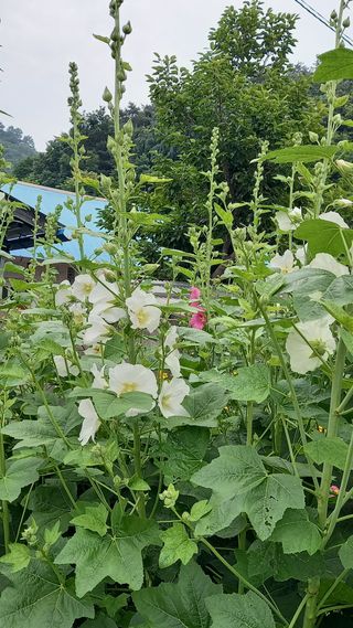 박신영님의 작성글 사진