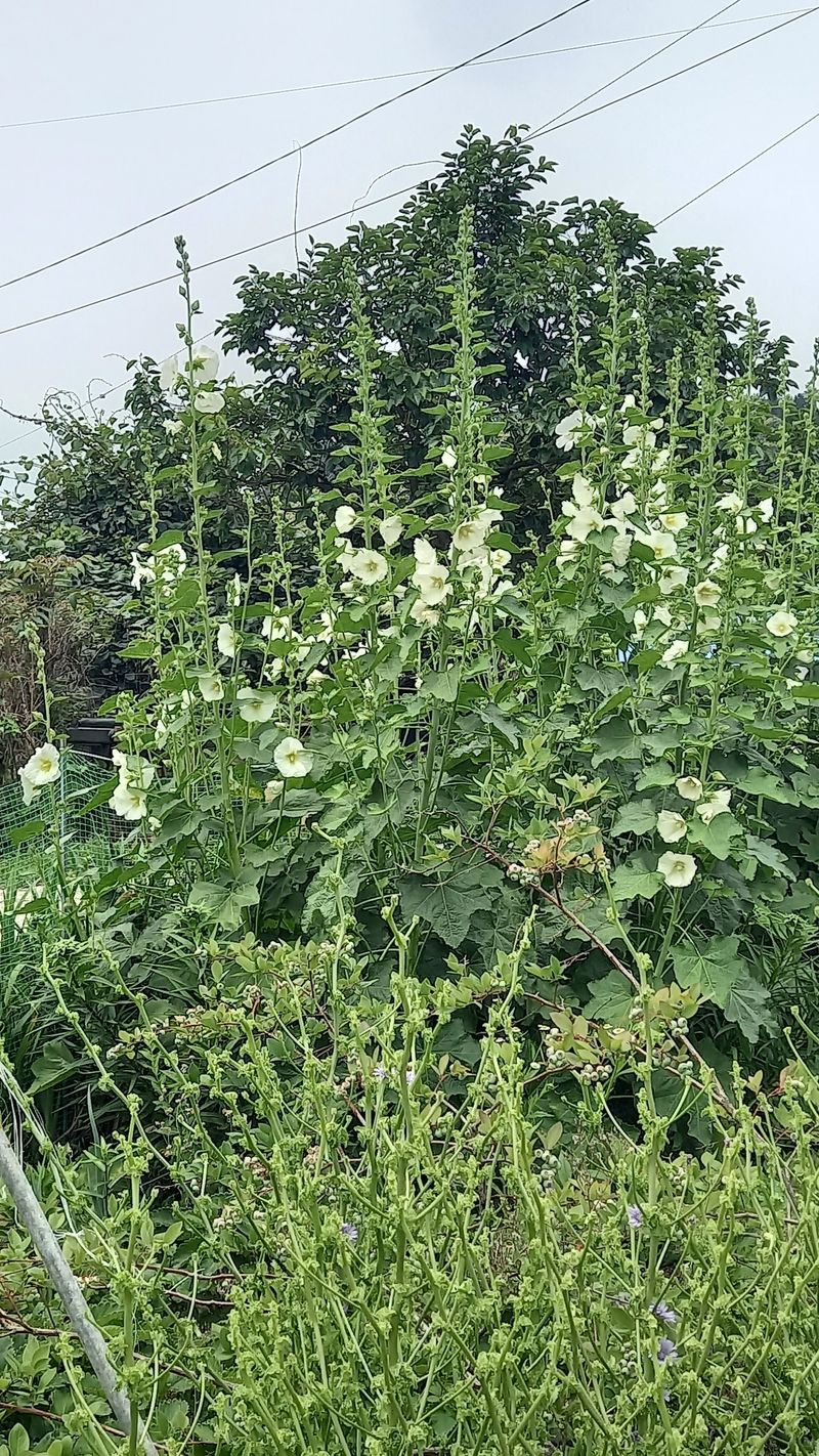 박신영님의 장터 판매 상품 [흰접씨꽃] 첨부 사진