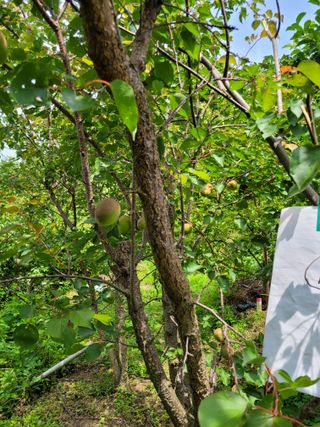 진해풍호동텃밭님의 기타작물 · 자유게시판 작성글 사진