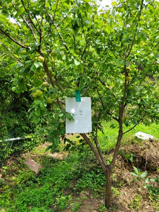 진해풍호동텃밭님의 기타작물 · 자유게시판 작성글 사진