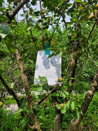 진해풍호동텃밭님의 기타작물 · 자유게시판 작성글 사진