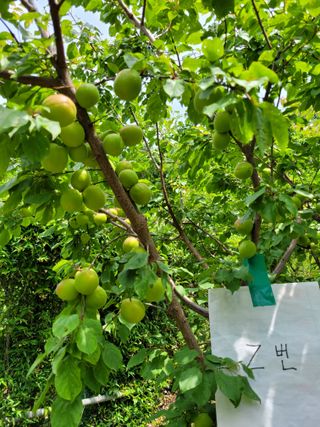 진해풍호동텃밭님의 기타작물 · 자유게시판 작성글 사진