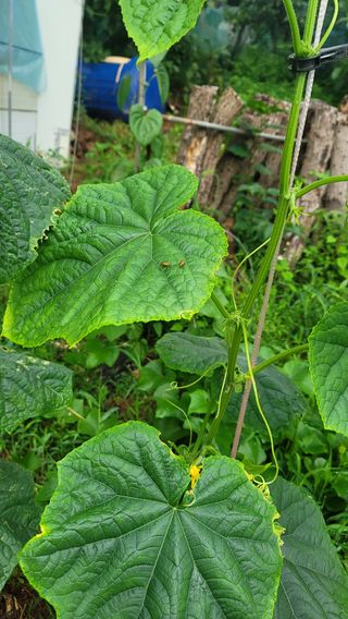 이병희님의 오이 · 병해충상담 작성글 사진