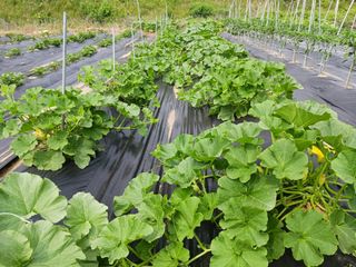 조정분(사랑이엄마)님의 호박 · 자유게시판 작성글 사진