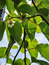 팜모닝 블루베리·자유게시판 게시글 이미지