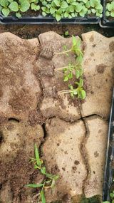 팜모닝 들깨·자유게시판 게시글 이미지