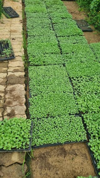 조명기님의 들깨 · 자유게시판 작성글 사진