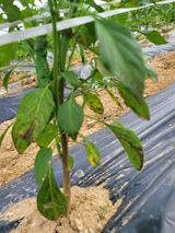 팜모닝 고추·비료•농약 게시글 이미지