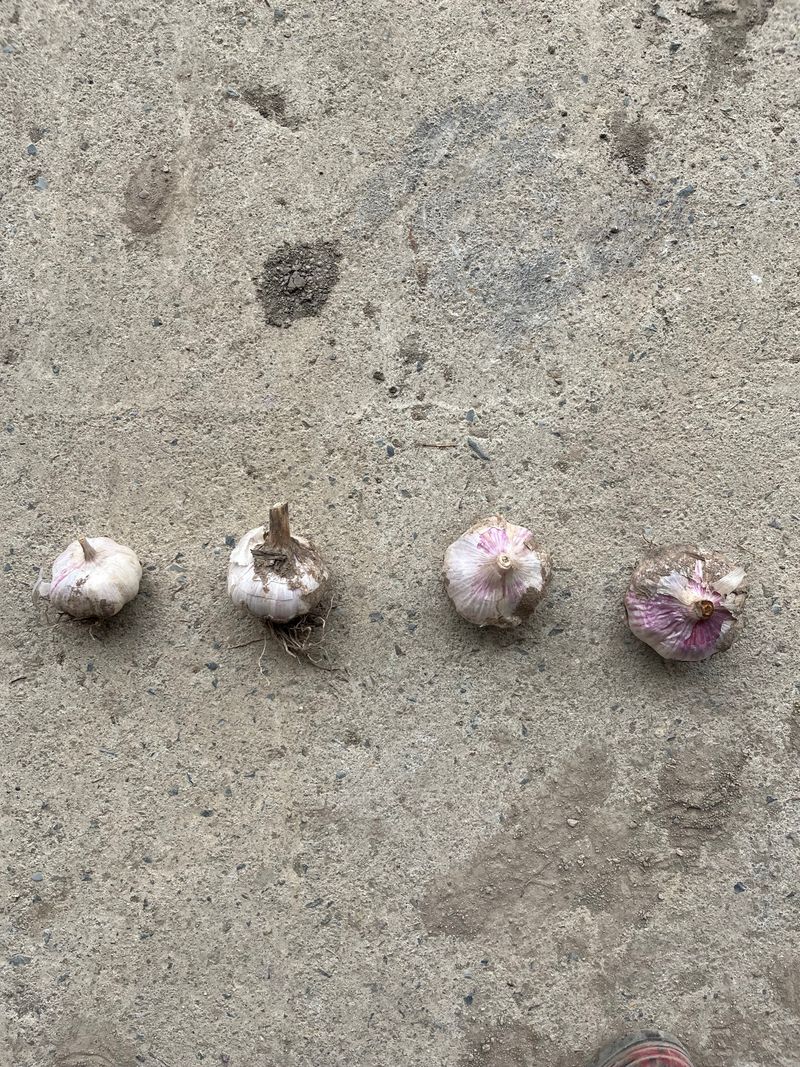 농부딸님의 장터 판매 상품 [스페인산마늘] 첨부 사진