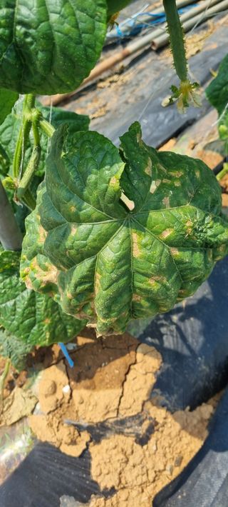 주말노동자님의 오이 · 병해충상담 작성글 사진