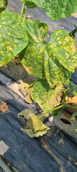 주말노동자님의 오이 · 병해충상담 작성글 사진