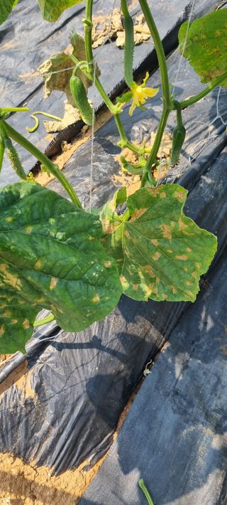 주말노동자님의 오이 · 병해충상담 작성글 사진