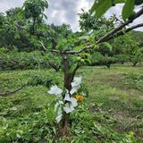 팜모닝 농부님! 어떤 농약 쓰세요?·참여 게시글 이미지