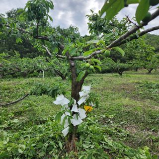 송동섭님의 농부님! 어떤 농약 쓰세요? · 참여 작성글 사진