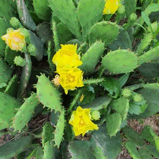 이원양봉(숙성꿀)님의 기타작물 · 자유게시판 작성글 사진