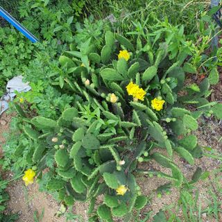 이원양봉(숙성꿀)님의 기타작물 · 자유게시판 작성글 사진