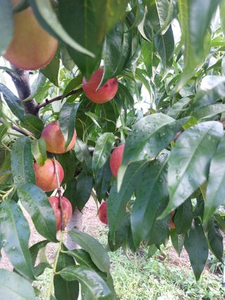 박경림님의 자두 · 자유게시판 작성글 사진