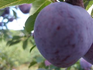 박경림님의 자두 · 자유게시판 작성글 사진