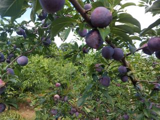 박경림님의 자두 · 자유게시판 작성글 사진