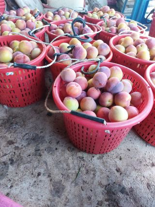 박경림님의 자두 · 자유게시판 작성글 사진