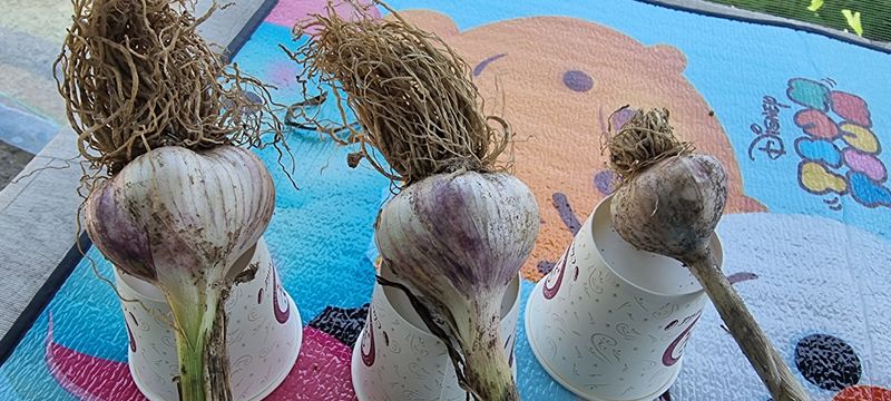 장터 상품 [육쪽마늘] 썸네일