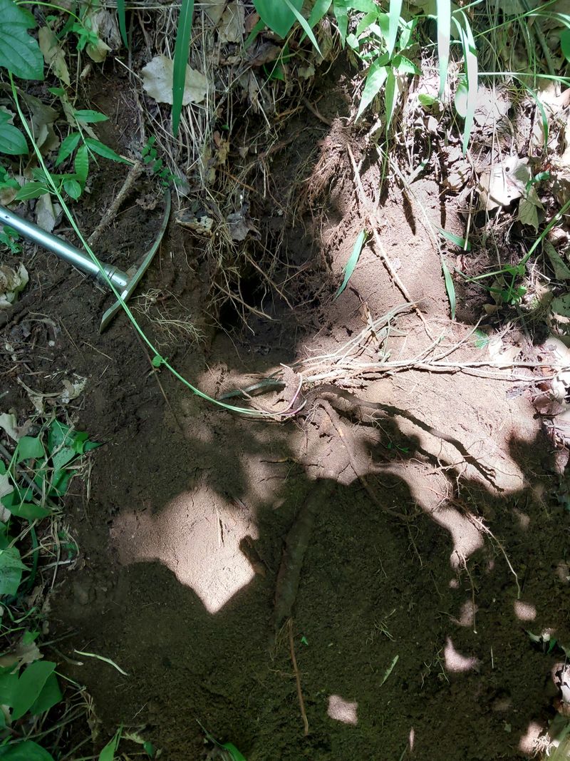 김봉호님의 장터 판매 상품 [자연산 산삼, 백하수오] 첨부 사진