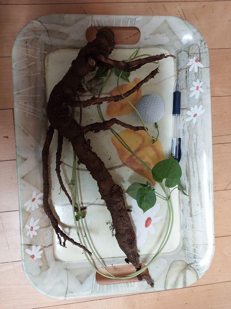 김봉호님의 장터 판매 상품 [자연산 산삼, 백하수오] 첨부 사진