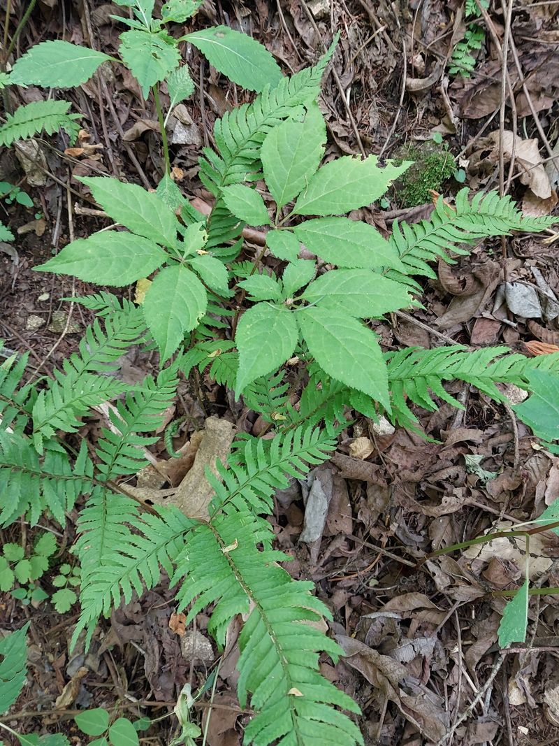 김봉호님의 장터 판매 상품 [자연산 산삼, 백하수오] 첨부 사진