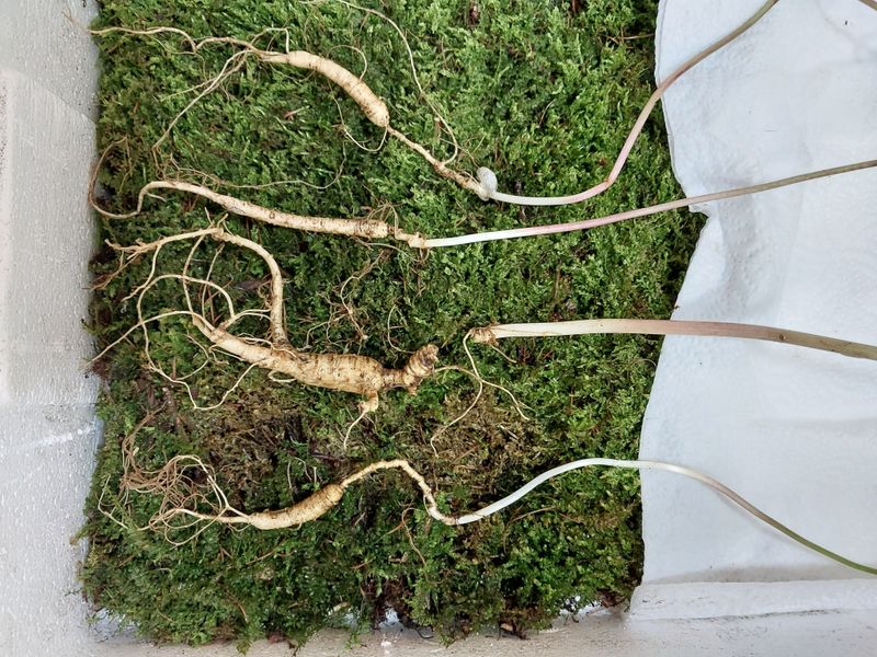 김봉호님의 장터 판매 상품 [자연산 산삼, 백하수오] 첨부 사진