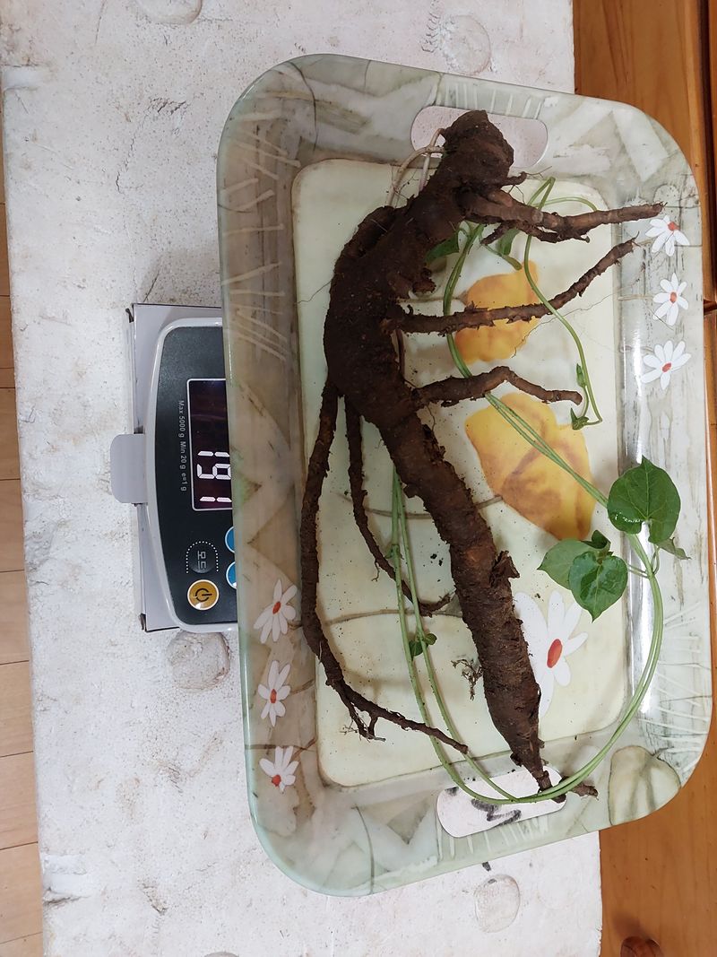 김봉호님의 장터 판매 상품 [자연산 산삼, 백하수오] 첨부 사진