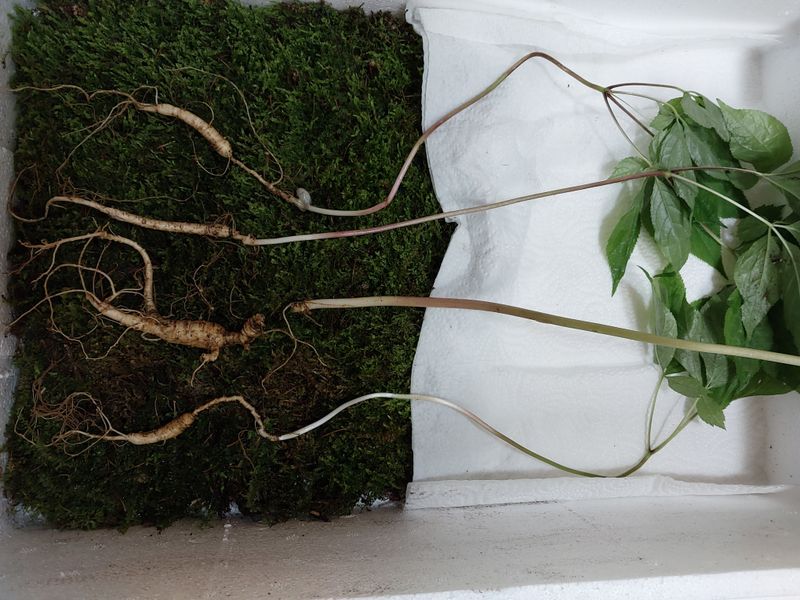 김봉호님의 장터 판매 상품 [자연산 산삼, 백하수오] 첨부 사진