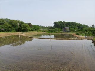 자경님의 벼 · 자유게시판 작성글 사진