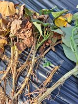 팜모닝 고구마·병해충상담 게시글 이미지