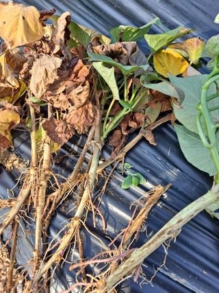 박손분님의 고구마 · 병해충상담 작성글 사진