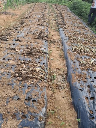 별빛농장지기님의 복숭아 · 자유게시판 작성글 사진