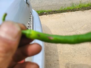 대광자동차공업사님의 고추 · 병해충상담 작성글 사진