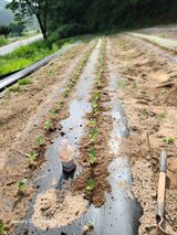 팜모닝 참깨·자유게시판 게시글 이미지